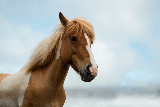 Equine Care