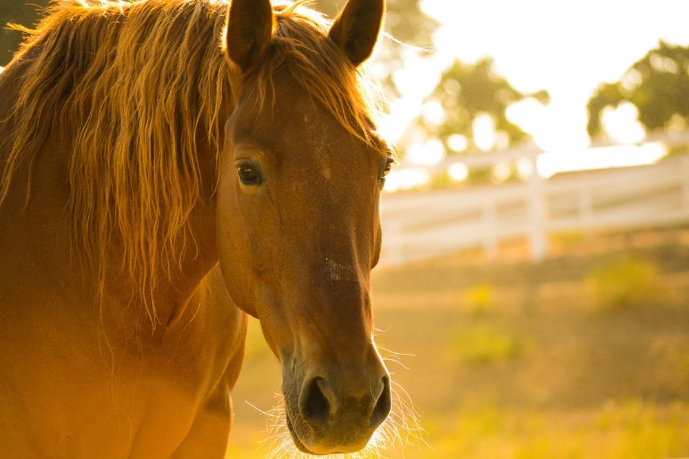 Equine Care